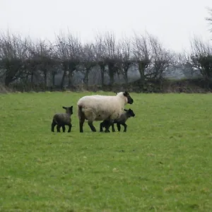 *** Bed & Breakfast Evergreen Ireland